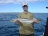 Cobia