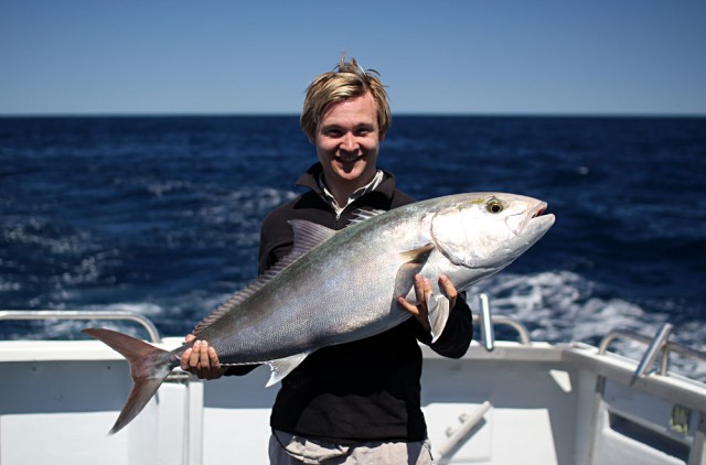 PB Amberjack