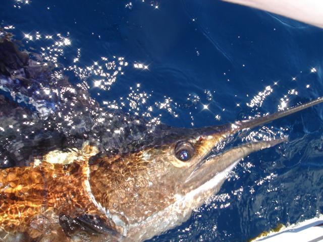 Sailfish Closeup