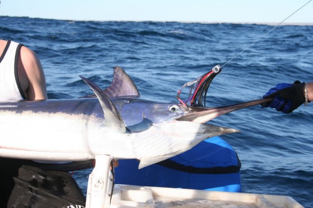 My Black Marlin on a Richter Lure