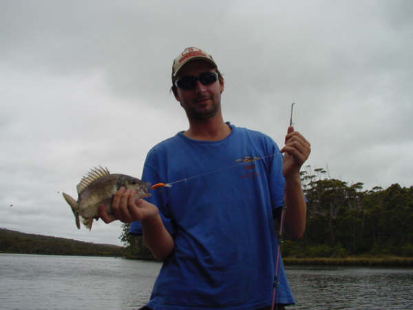 Black Bream on Hard Body Black Bream on Hard Body