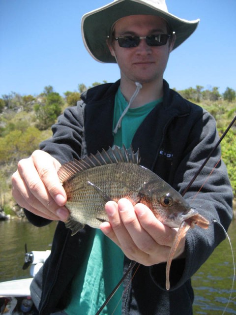 Snapback bream 2