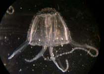 Inukandji Jelly fish 