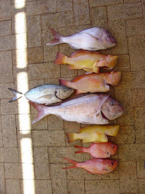 Friday's Catch