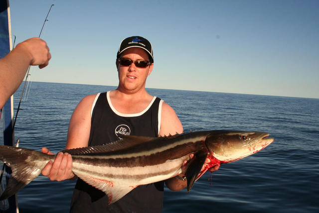 cobia2