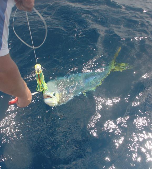 Dolphinfish ready for release