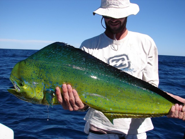 Dolphinfish Closeup