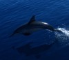 Dolphin close-up