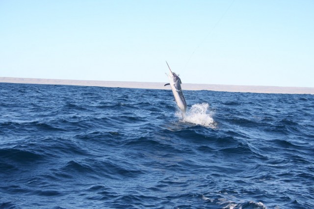 My first black marlin