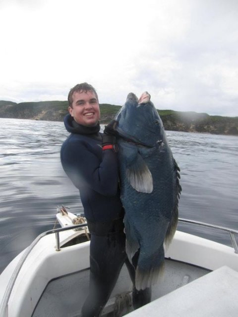 Blue Grouper Blue Grouper