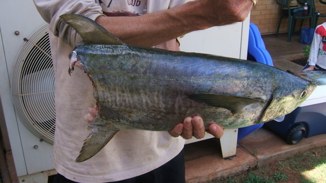 Half a mackerel