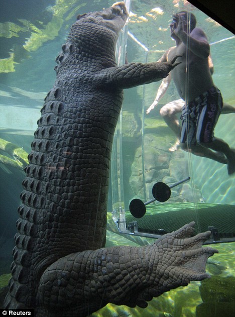 Cage diving with crocs