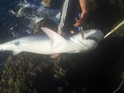 Coogee shark