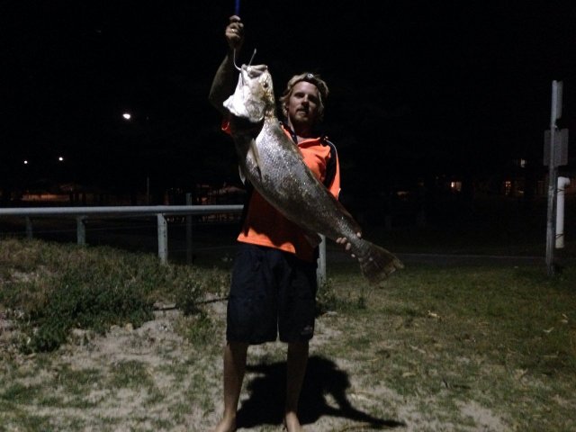 Beautiful mulloway for the night :)