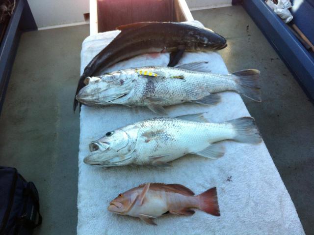 Mindarie bag today 