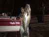 Little Andy's Mulloway