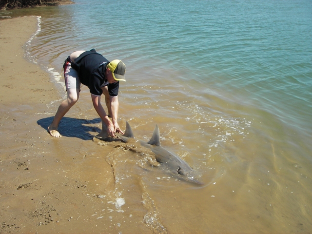 Shovelnose Release