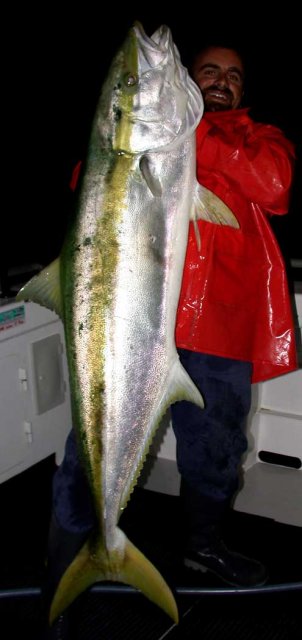 Yellowtail Kingfish at Night