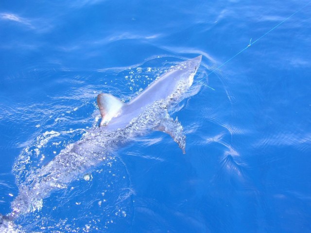 Mako Shark