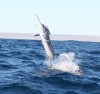 My first black marlin - closeup