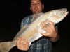 mulloway