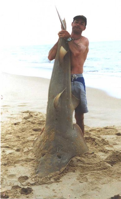 Big Shovelnose