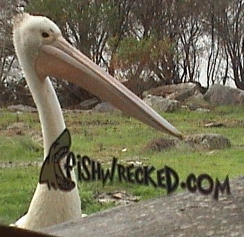 Pete the Pelican