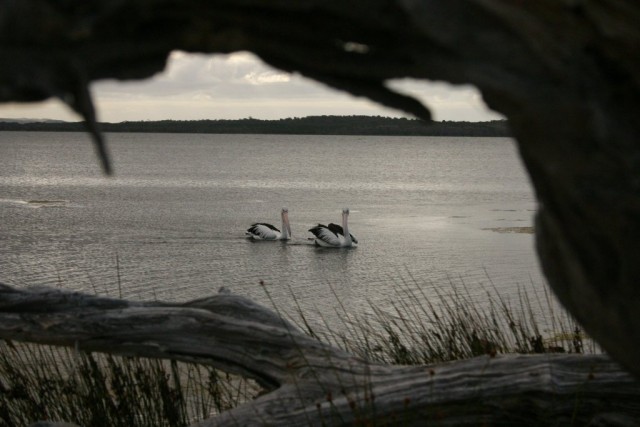 Big Pelicans