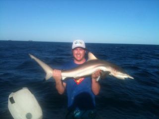 shark id black tip maybe?