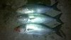 mulloway bait