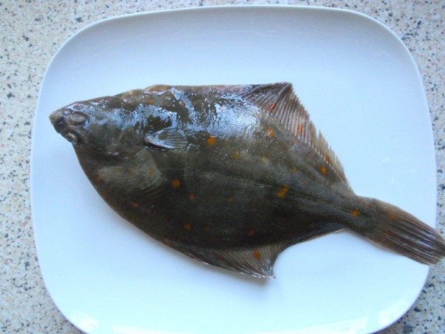 plaice