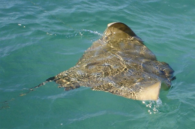 Eagle Ray