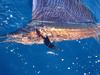 Sailfish