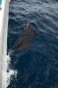 first sailfish