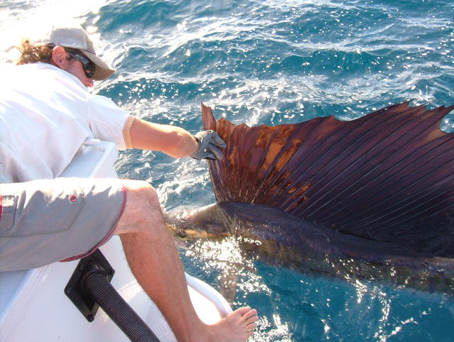 Beautiful Sailfish