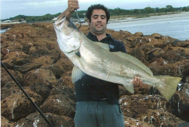 mulloway