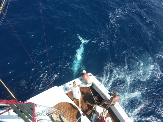 Successful Marlin Release