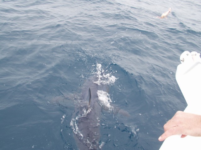 Mako with his first ram of the boat