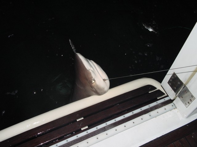 Sharky Waters! Sharky Waters!