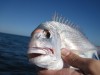 First snapper on boat