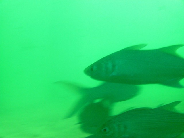 Bundegi Boat ramp salmon