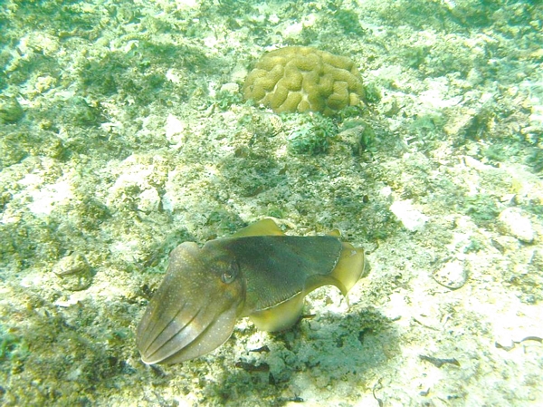 Cuttlefish