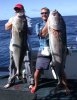 Big Fish on live herring.  Spencer Gulf 