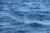 First whale shark of the season and his buddy