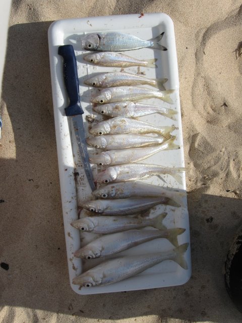 whiting from 2 rocks