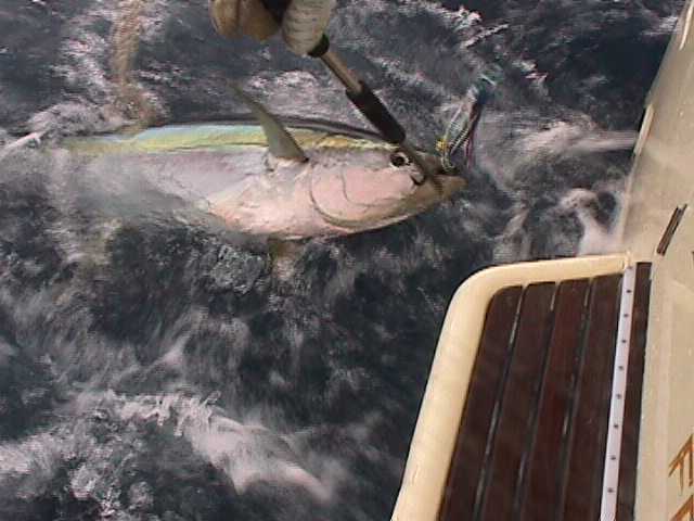 Yellowfin Abrolhos