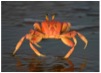 MrCrabs's picture