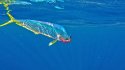 Tuamotu's picture